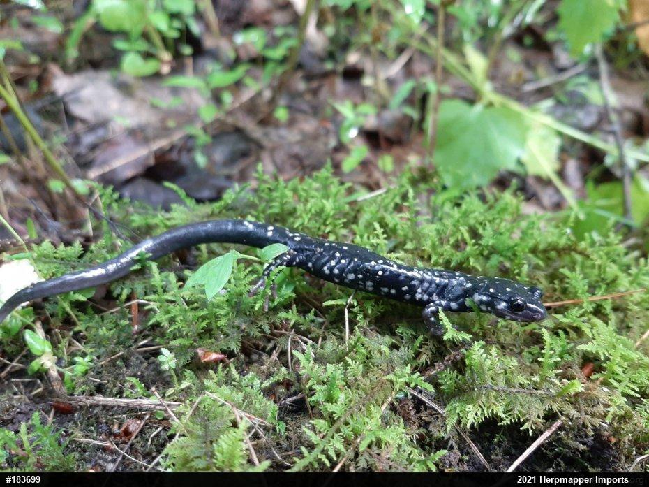 Northern Slimy Salamander