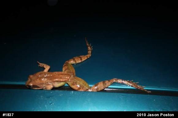 Wood Frog