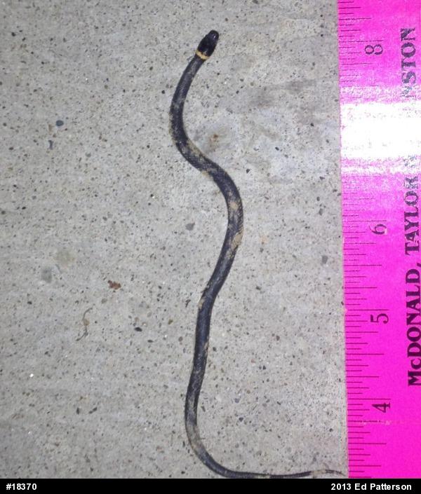 Northern Ring-necked Snake