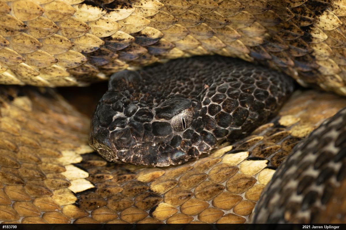Timber Rattlesnake