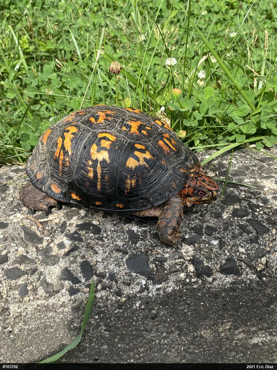 Eastern Box Turtle