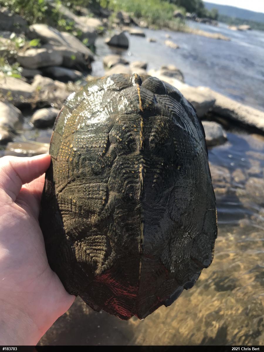 Wood Turtle
