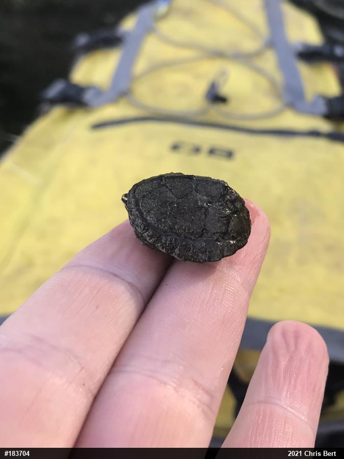 Eastern Musk Turtle