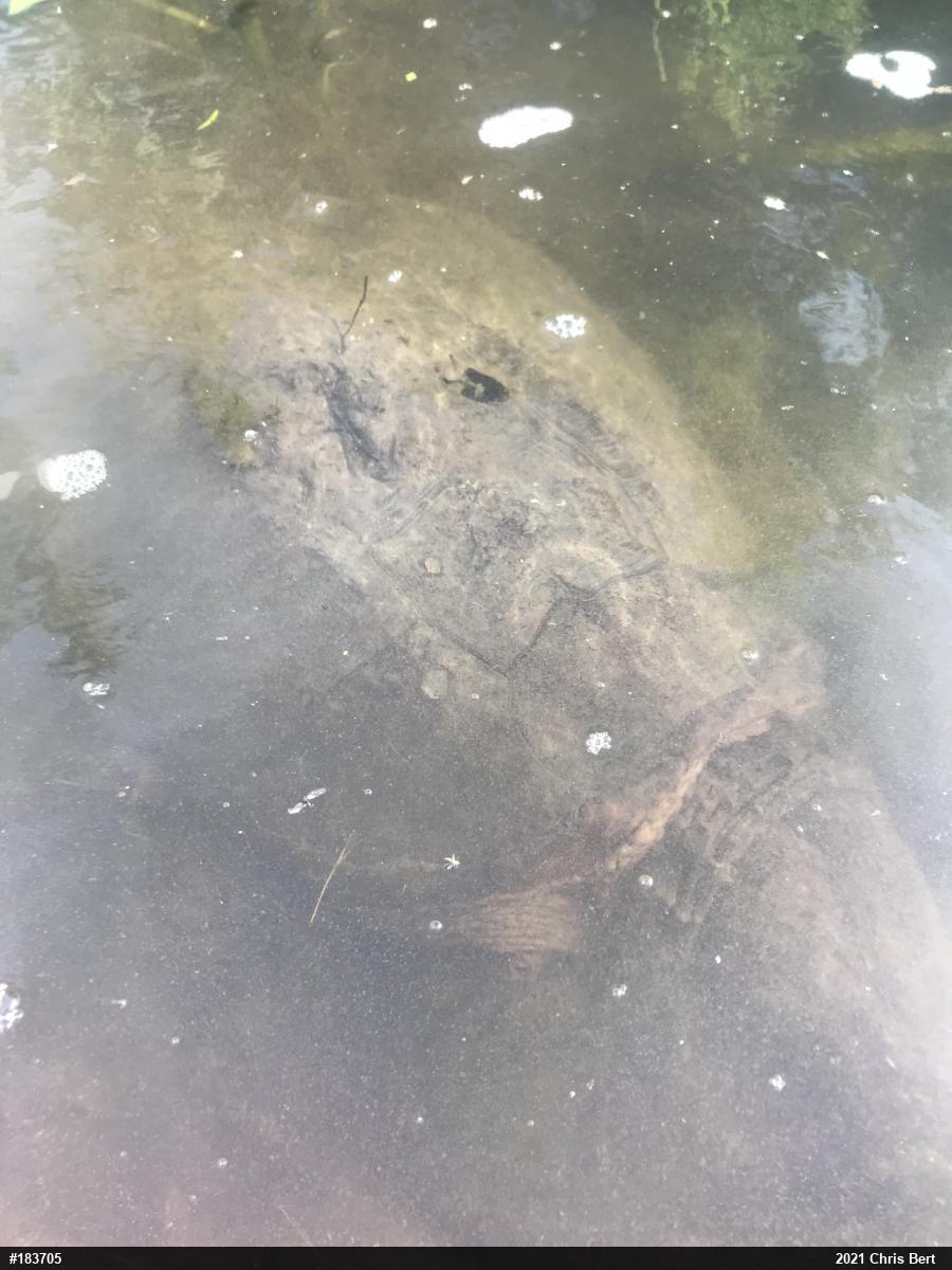 Snapping Turtle