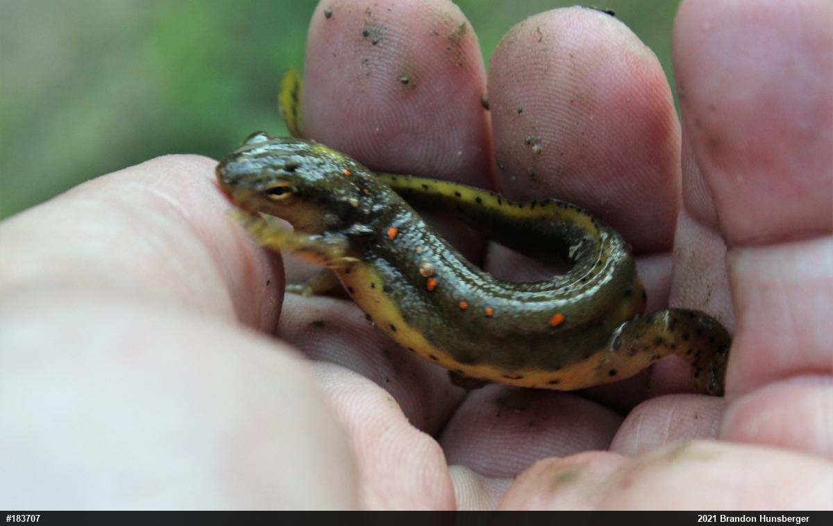 Red-spotted Newt