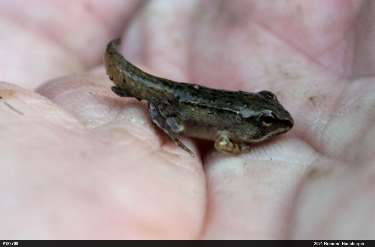 Wood Frog