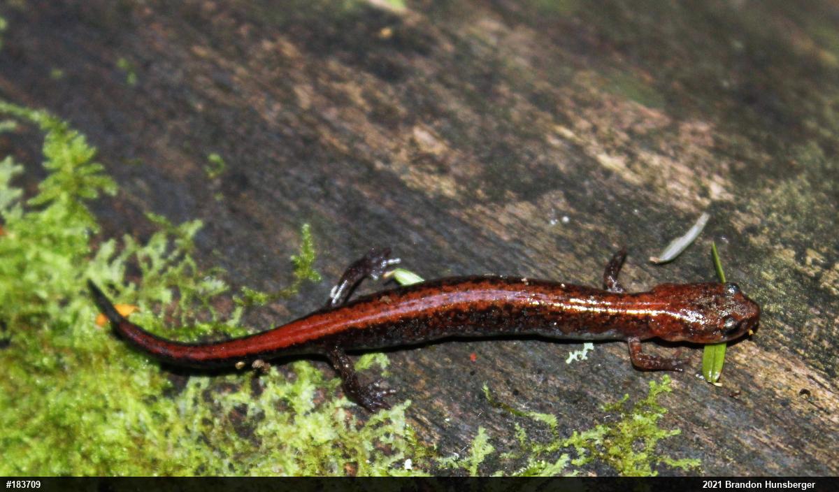 Eastern Red-backed  Salamander