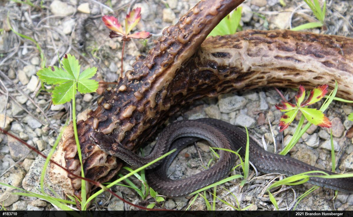 Red-bellied Snake