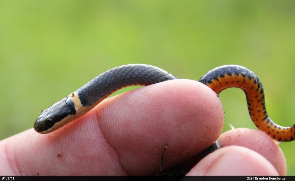 Northern Ring-necked Snake