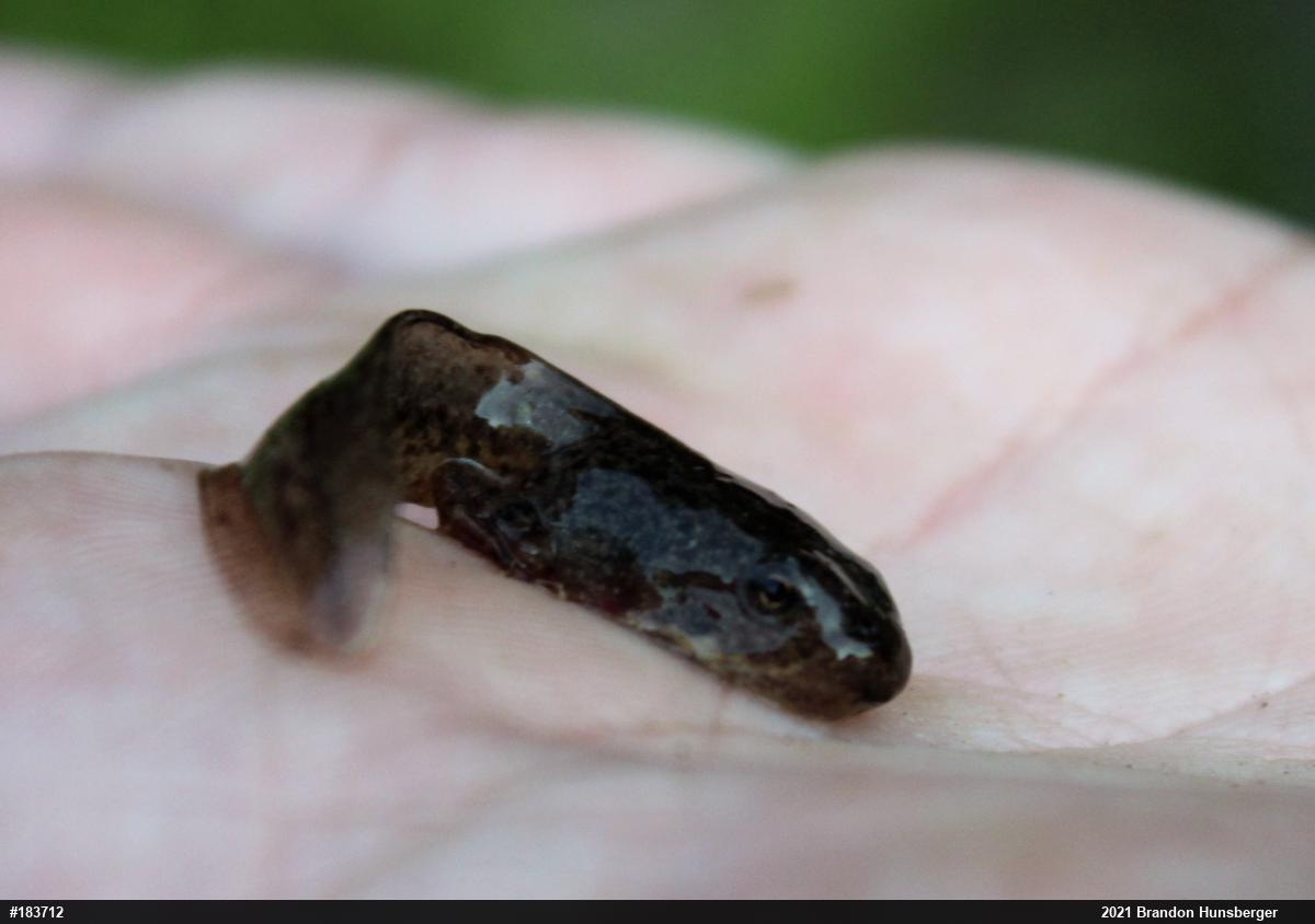 Wood Frog