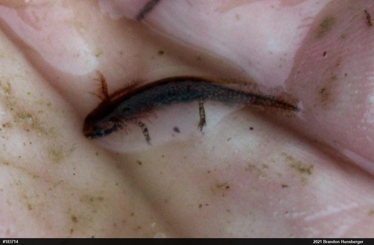 Red-spotted Newt