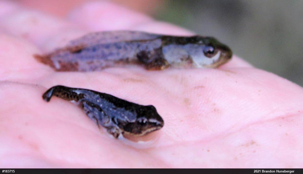 Wood Frog
