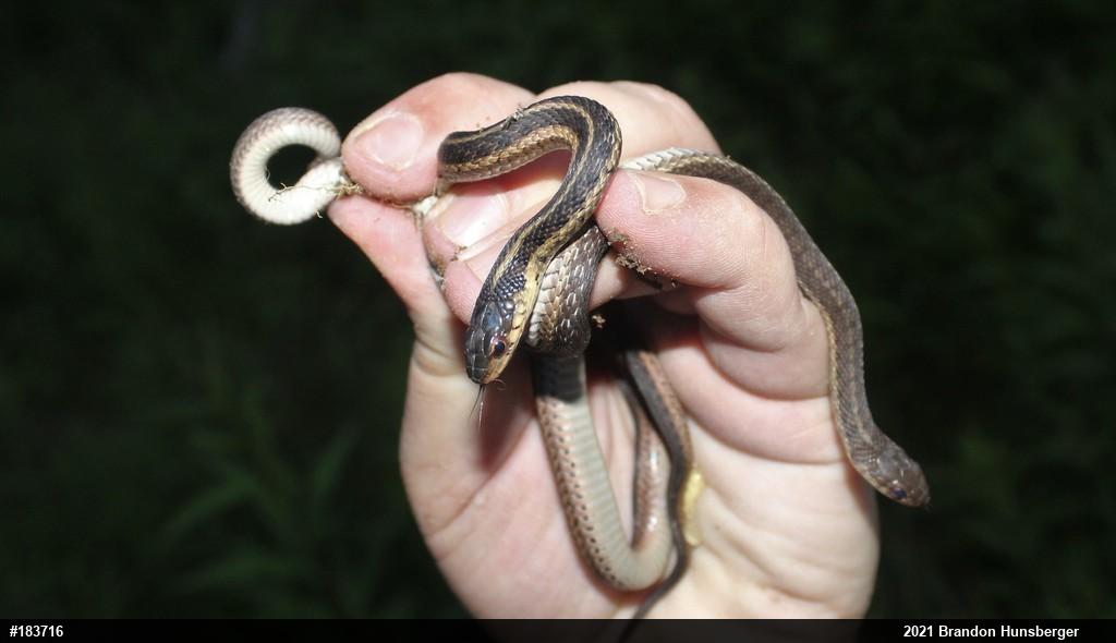 Eastern Gartersnake