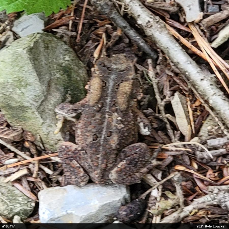 Eastern American Toad