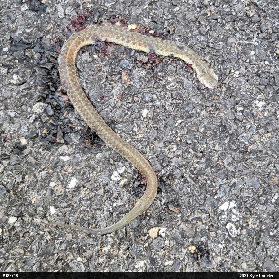 Eastern Gartersnake