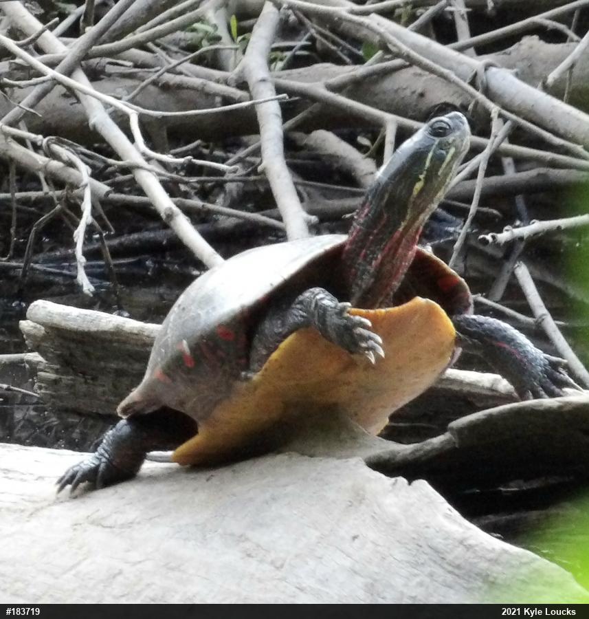 Painted Turtle
