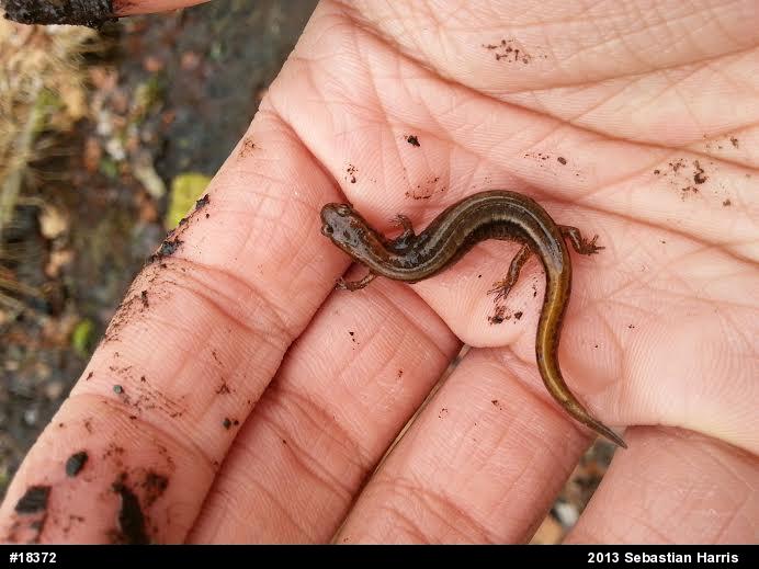 Northern Two-lined Salamander