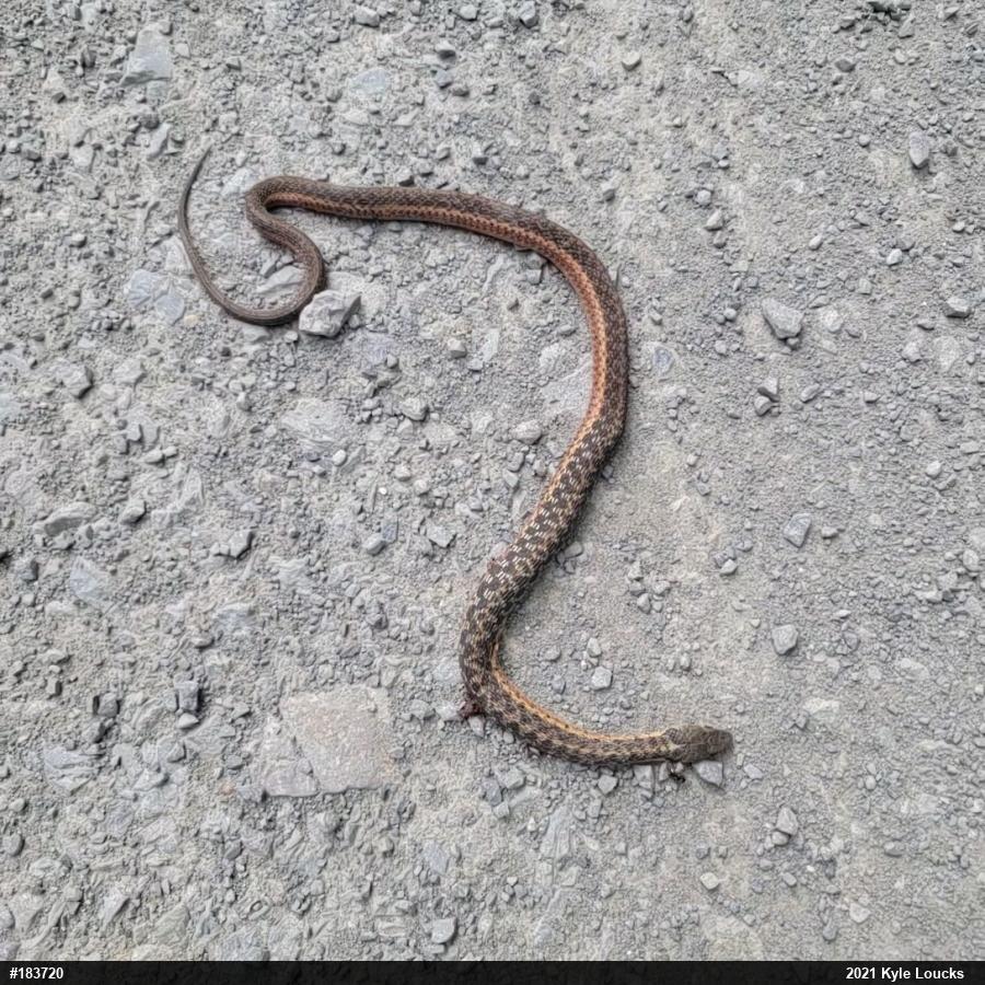 Eastern Gartersnake