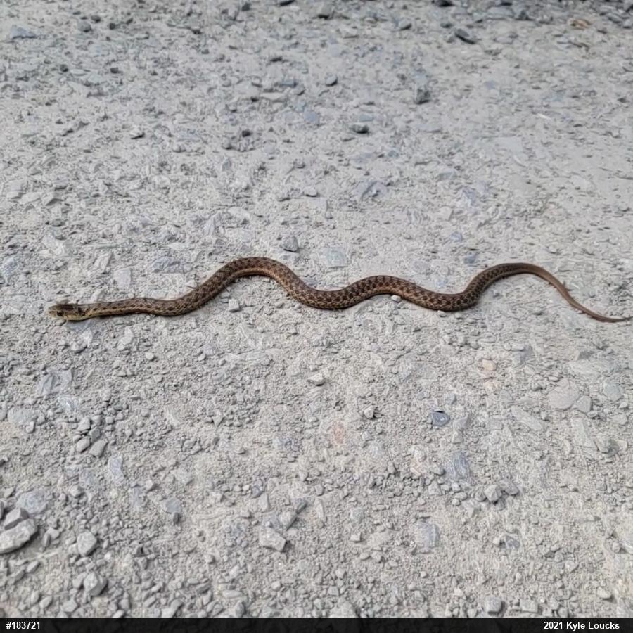 Eastern Gartersnake