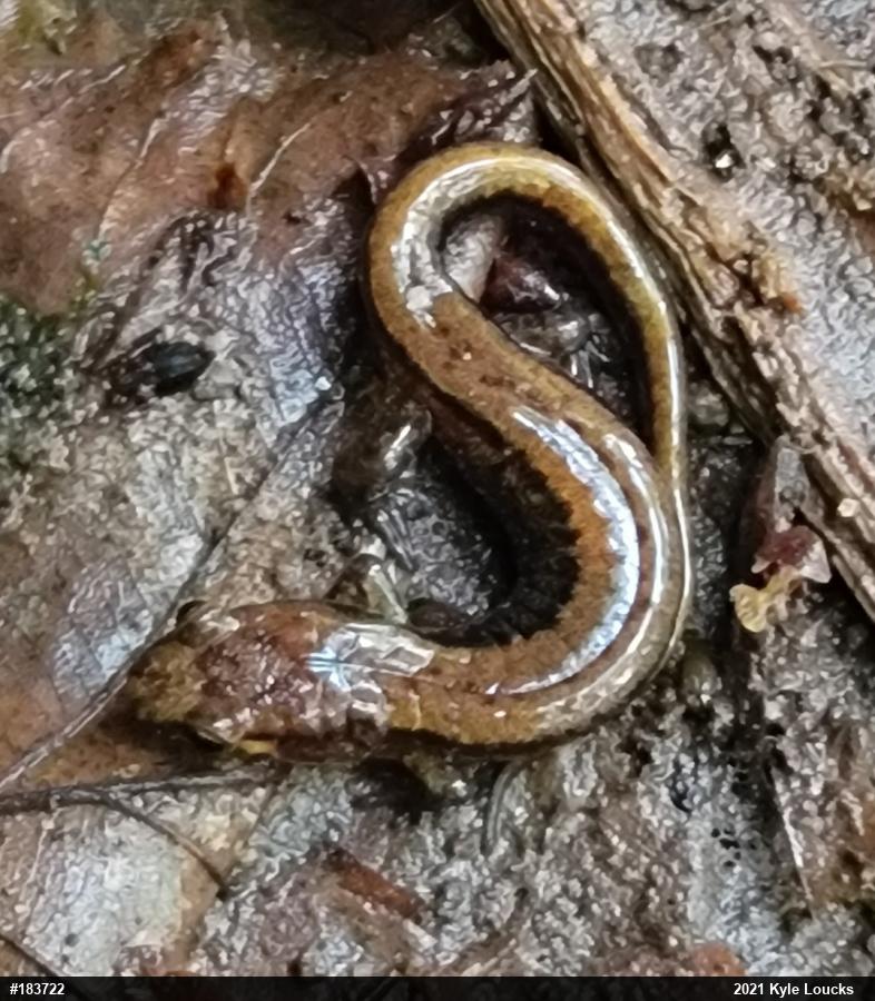 Allegheny Mountain Dusky Salamander
