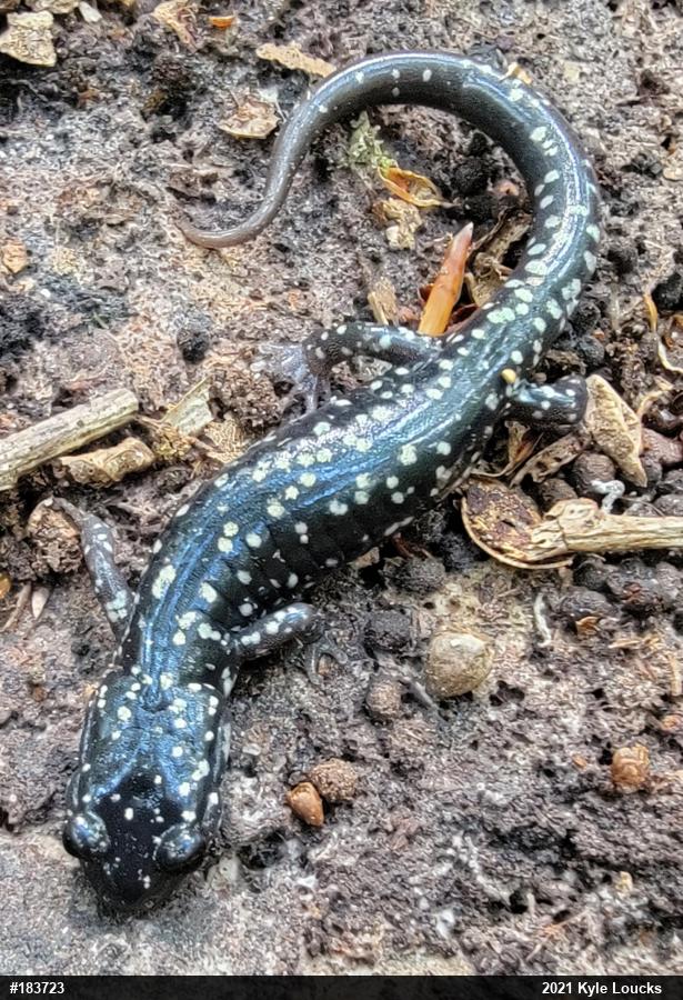 Northern Slimy Salamander