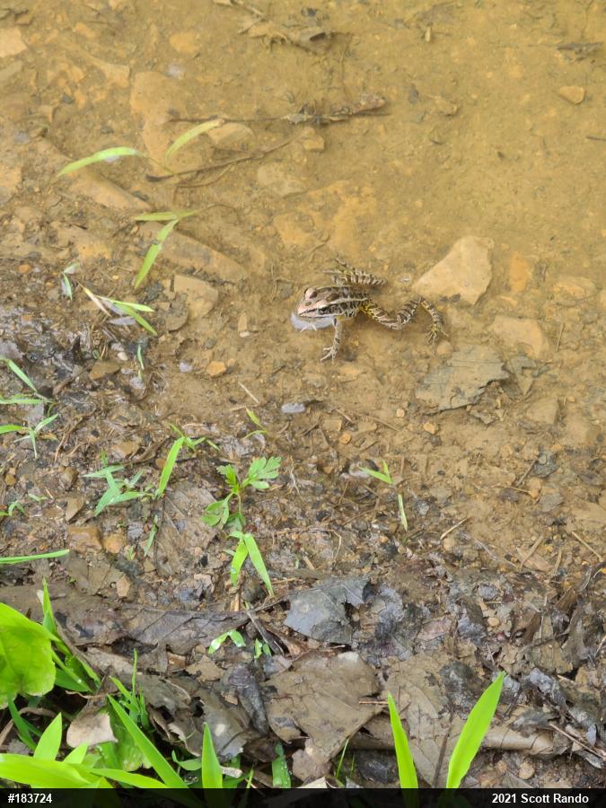 Pickerel Frog