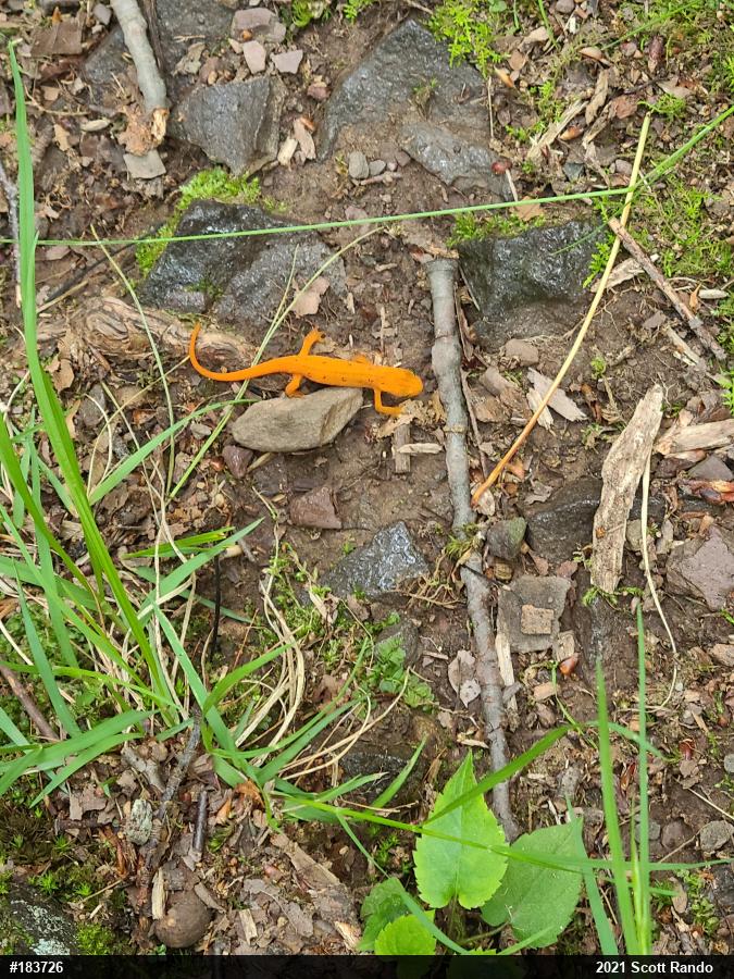 Red-spotted Newt