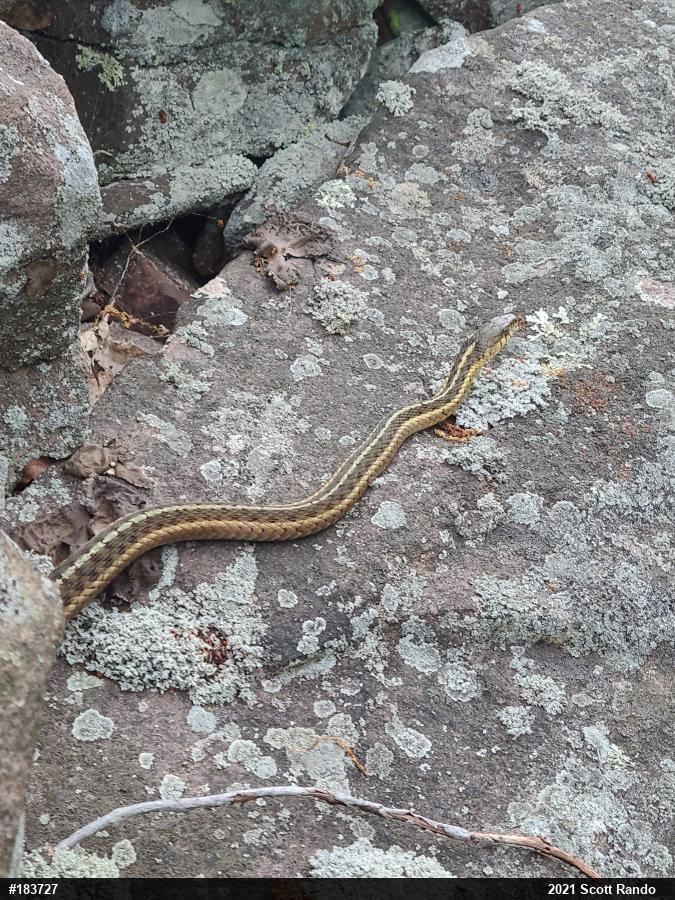Eastern Gartersnake