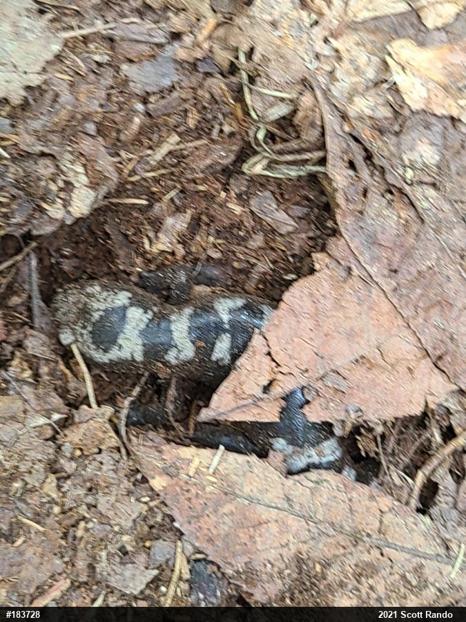 Marbled Salamander