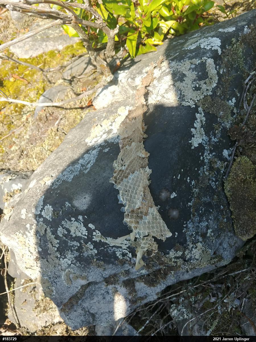 Timber Rattlesnake