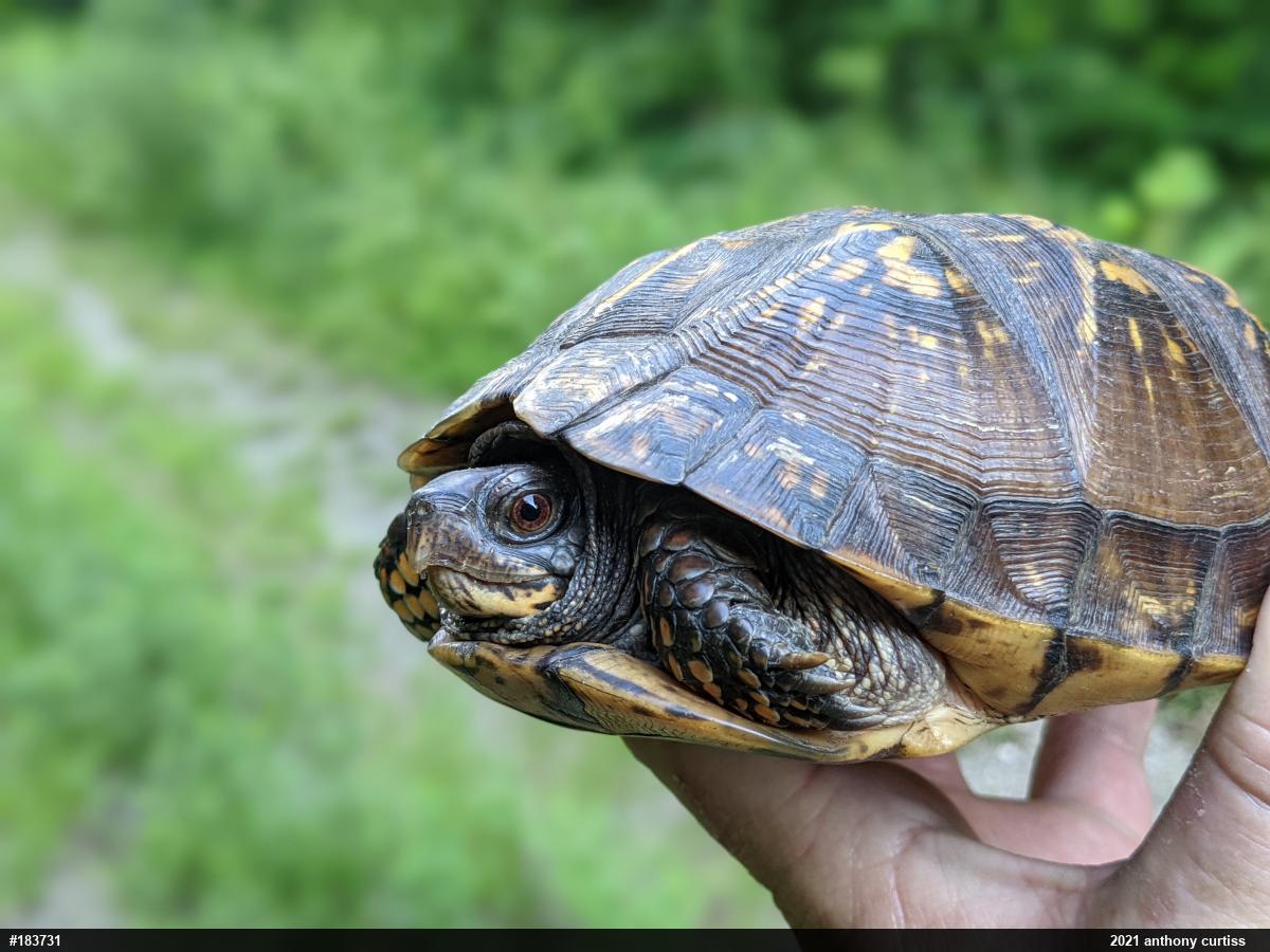 Eastern Box Turtle