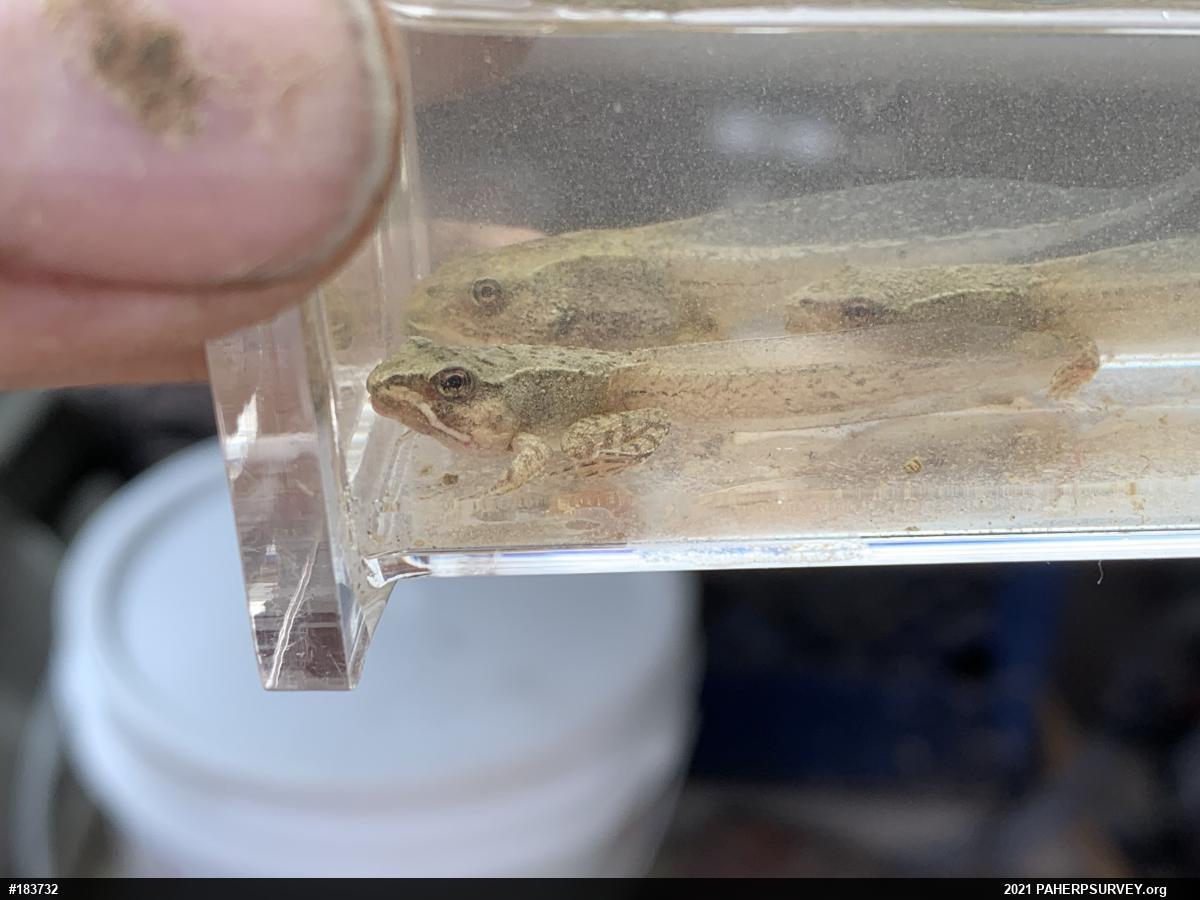 Wood Frog