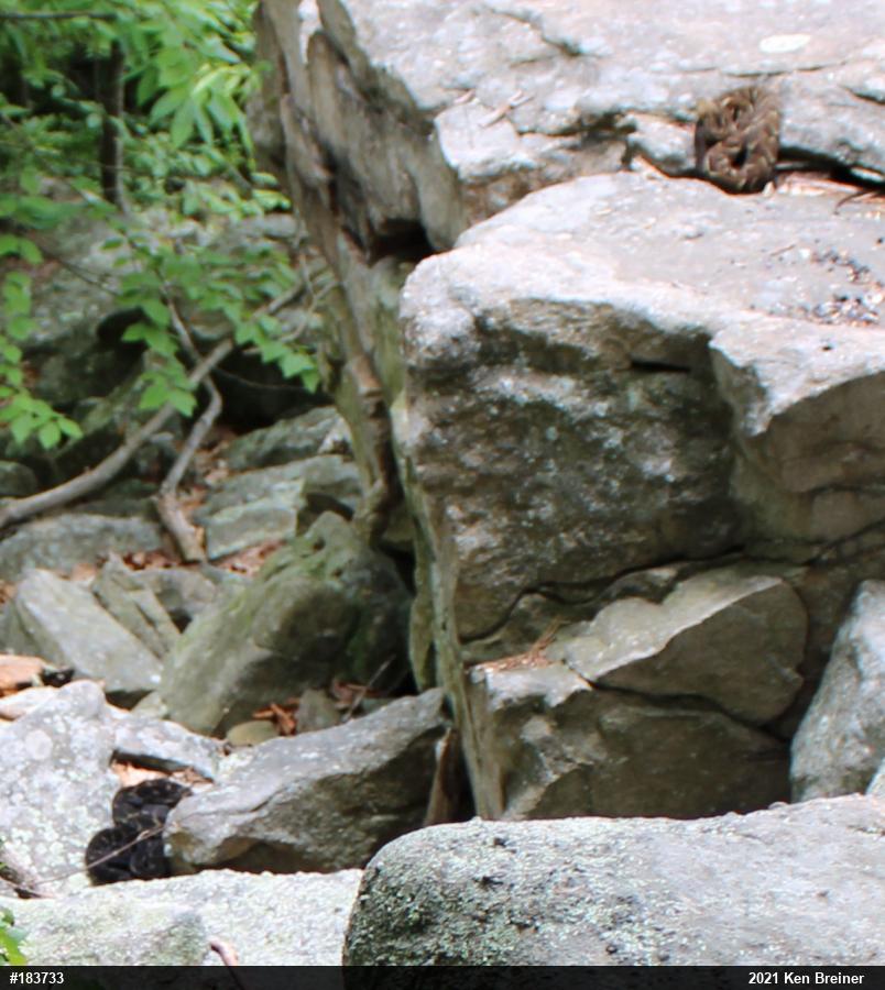 Timber Rattlesnake