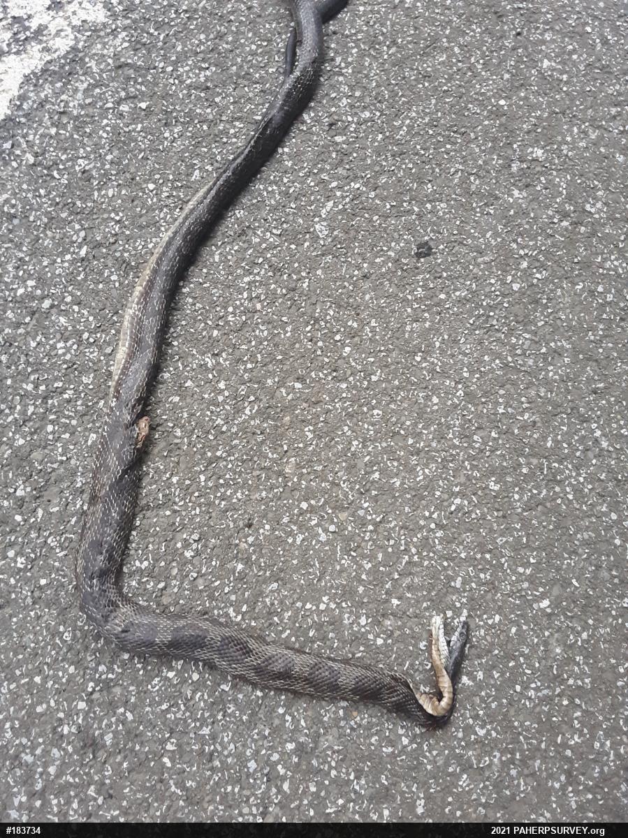 Eastern Ratsnake