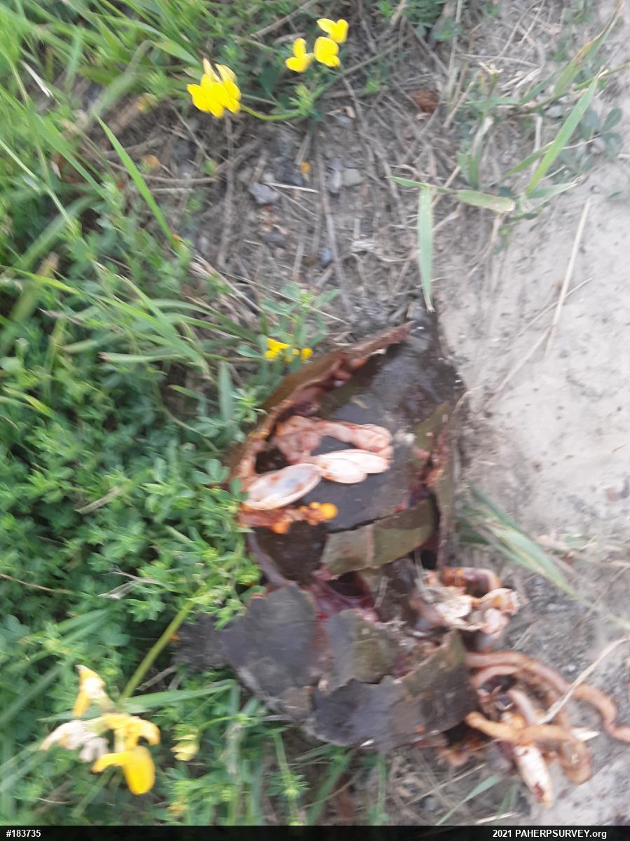 Painted Turtle