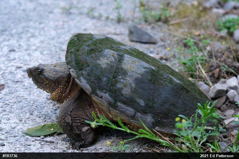 Snapping Turtle