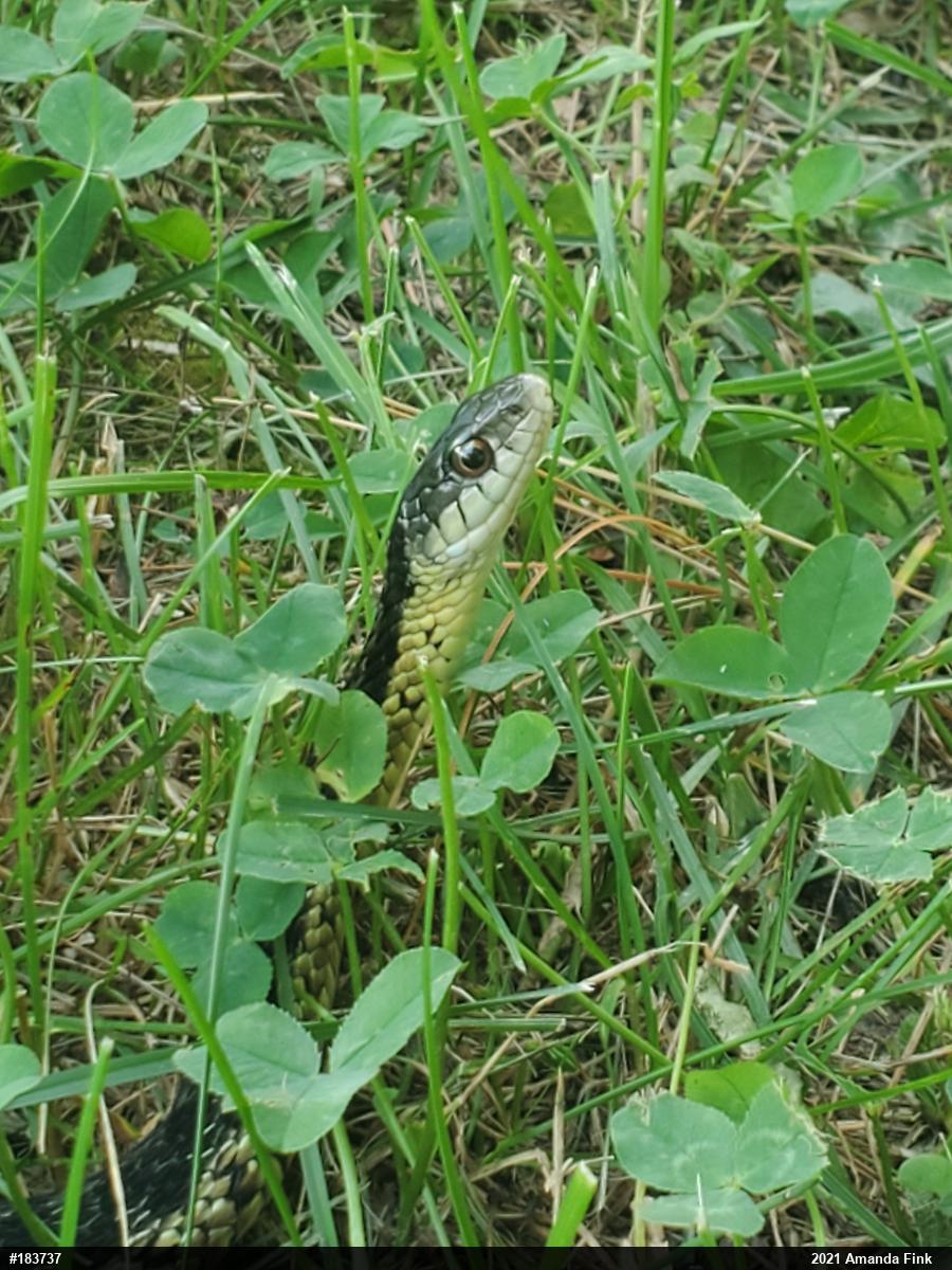 Eastern Gartersnake