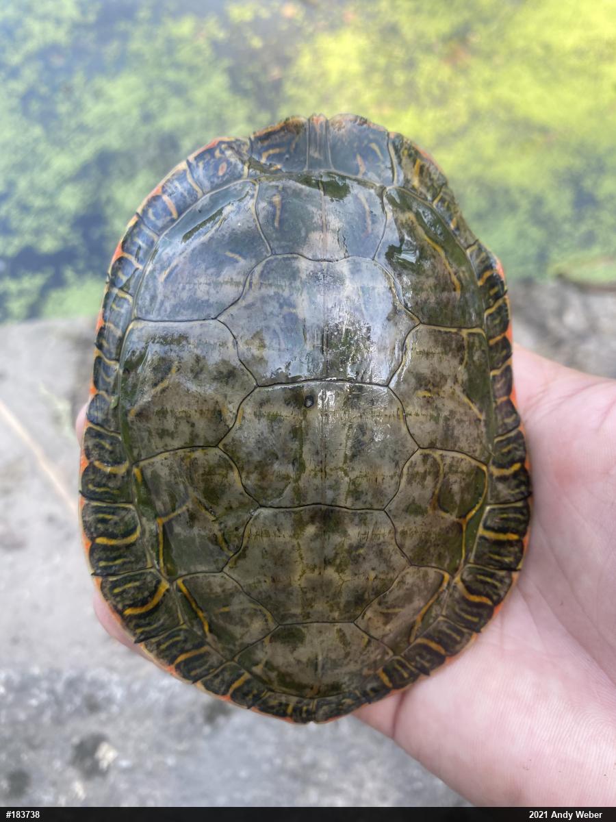 Painted Turtles