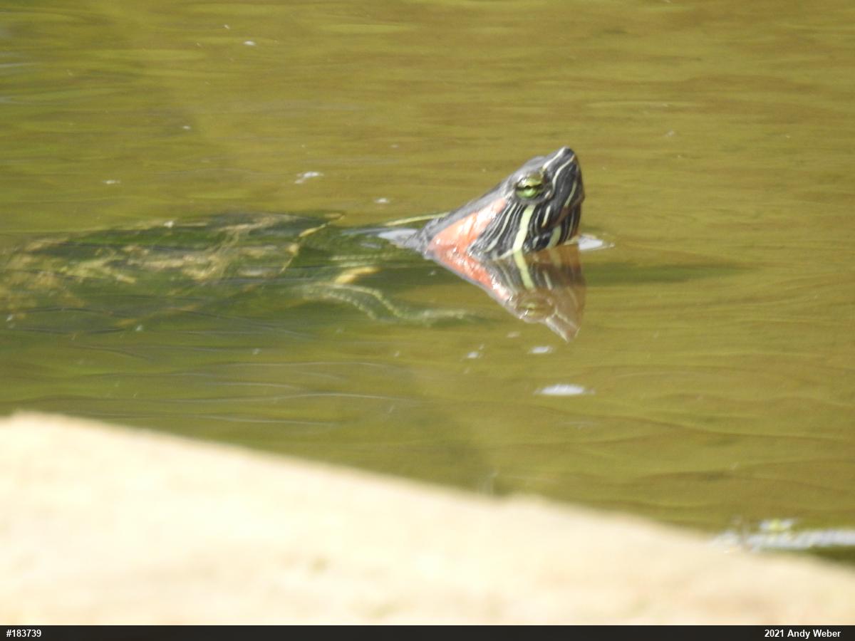 Red-eared Slider