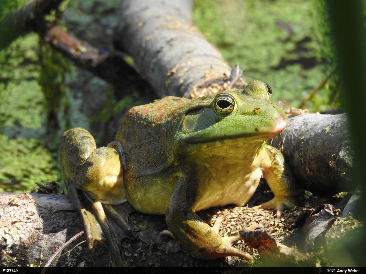 American Bullfrog