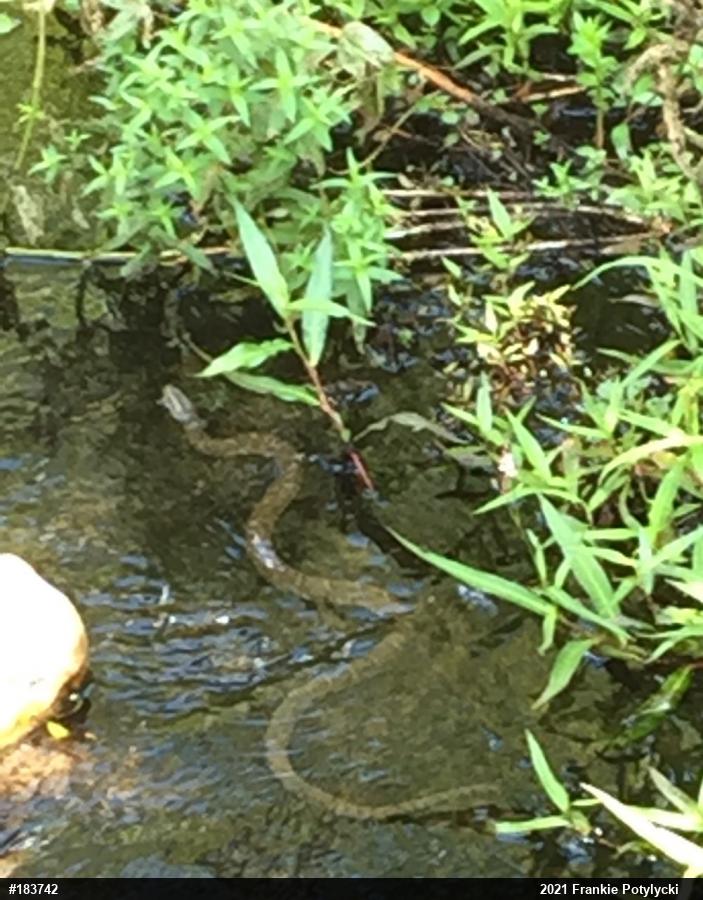 Northern Watersnake