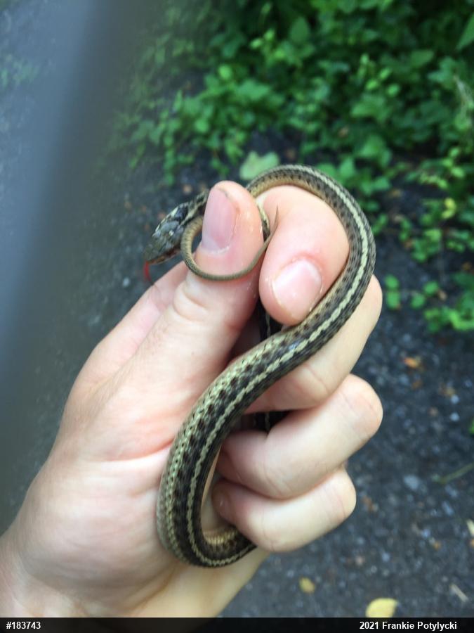 Eastern Gartersnake