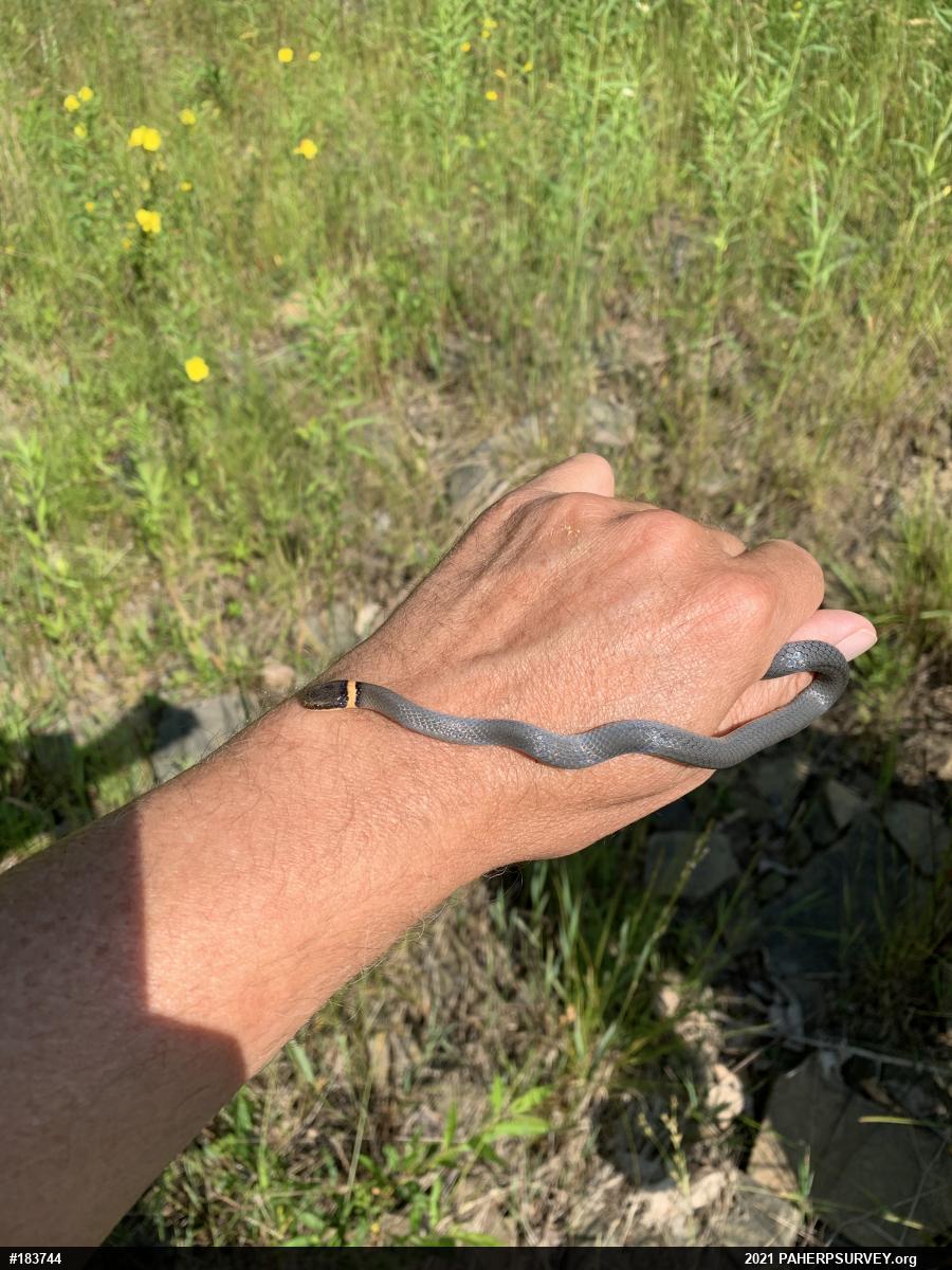 Northern Ring-necked Snake