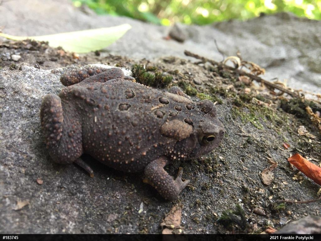 Eastern American Toad