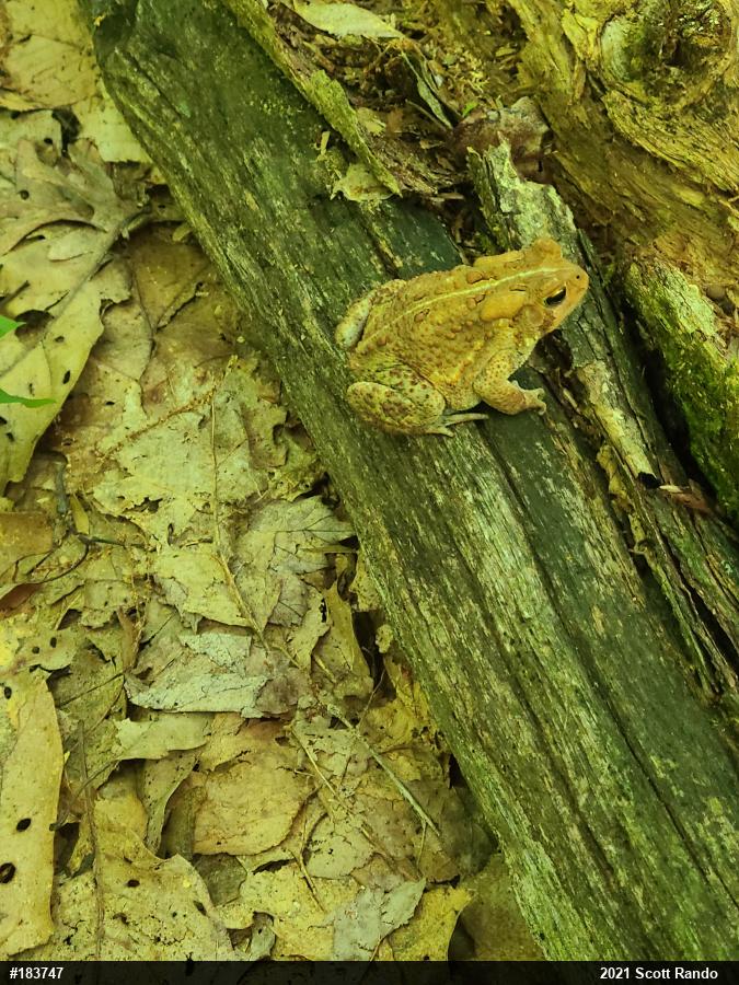 Eastern American Toad