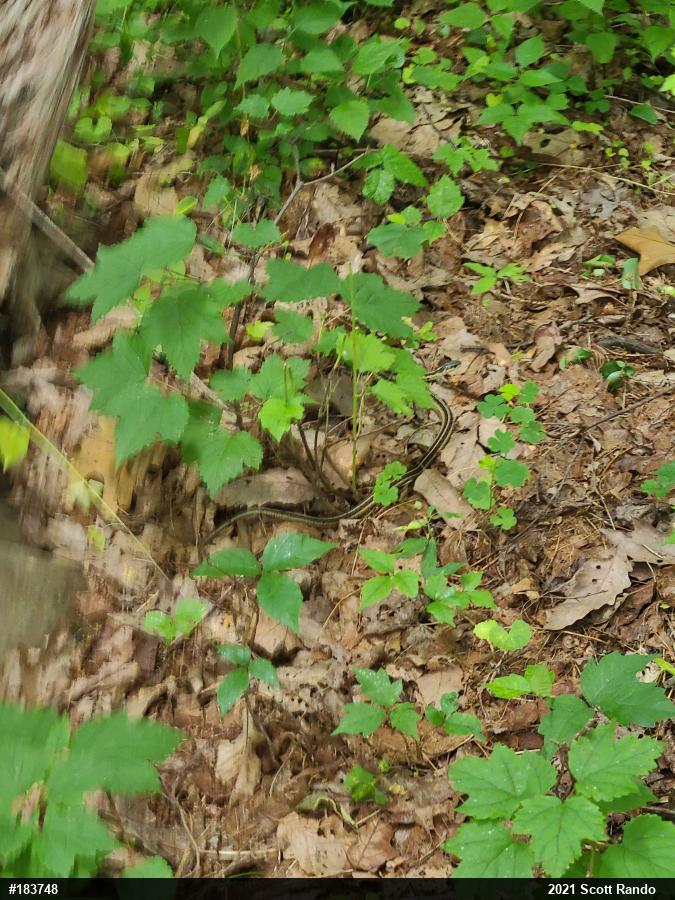 Eastern Gartersnake