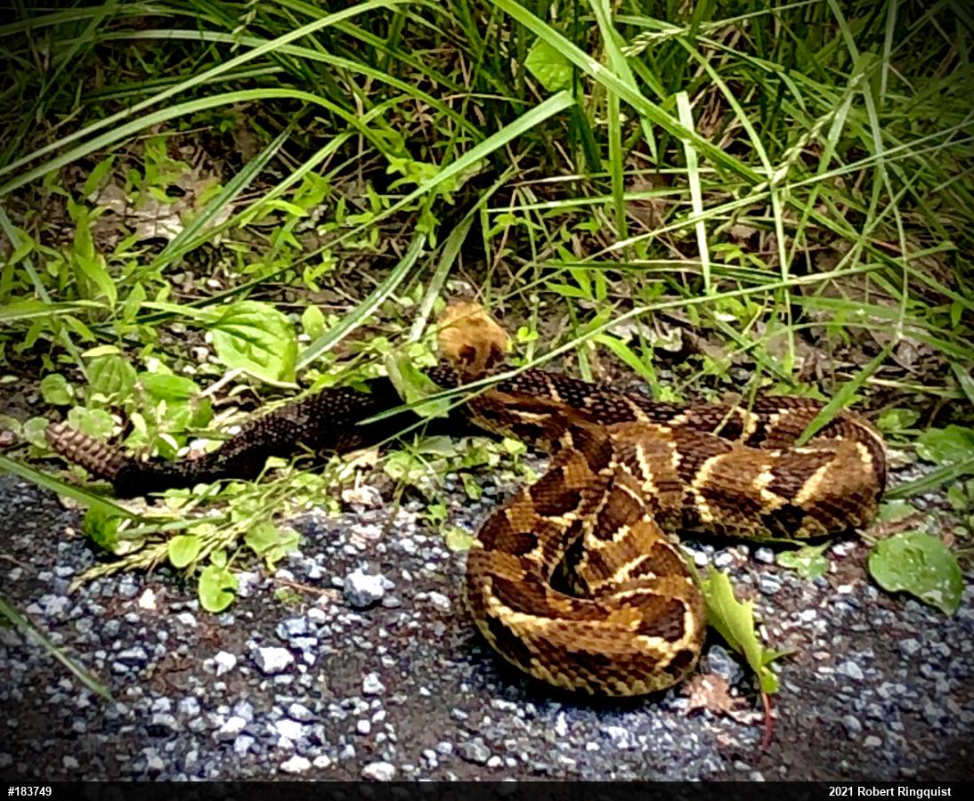Timber Rattlesnake