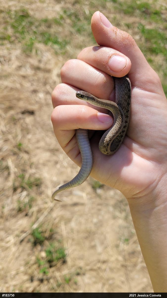 Dekay's Brownsnake