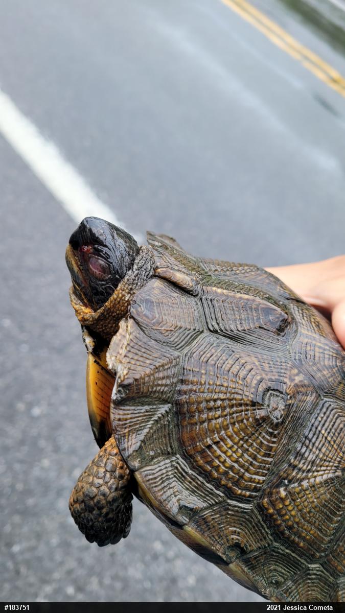 Wood Turtle