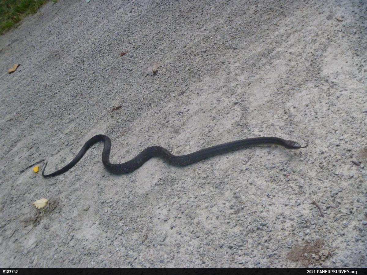 Eastern Ratsnake